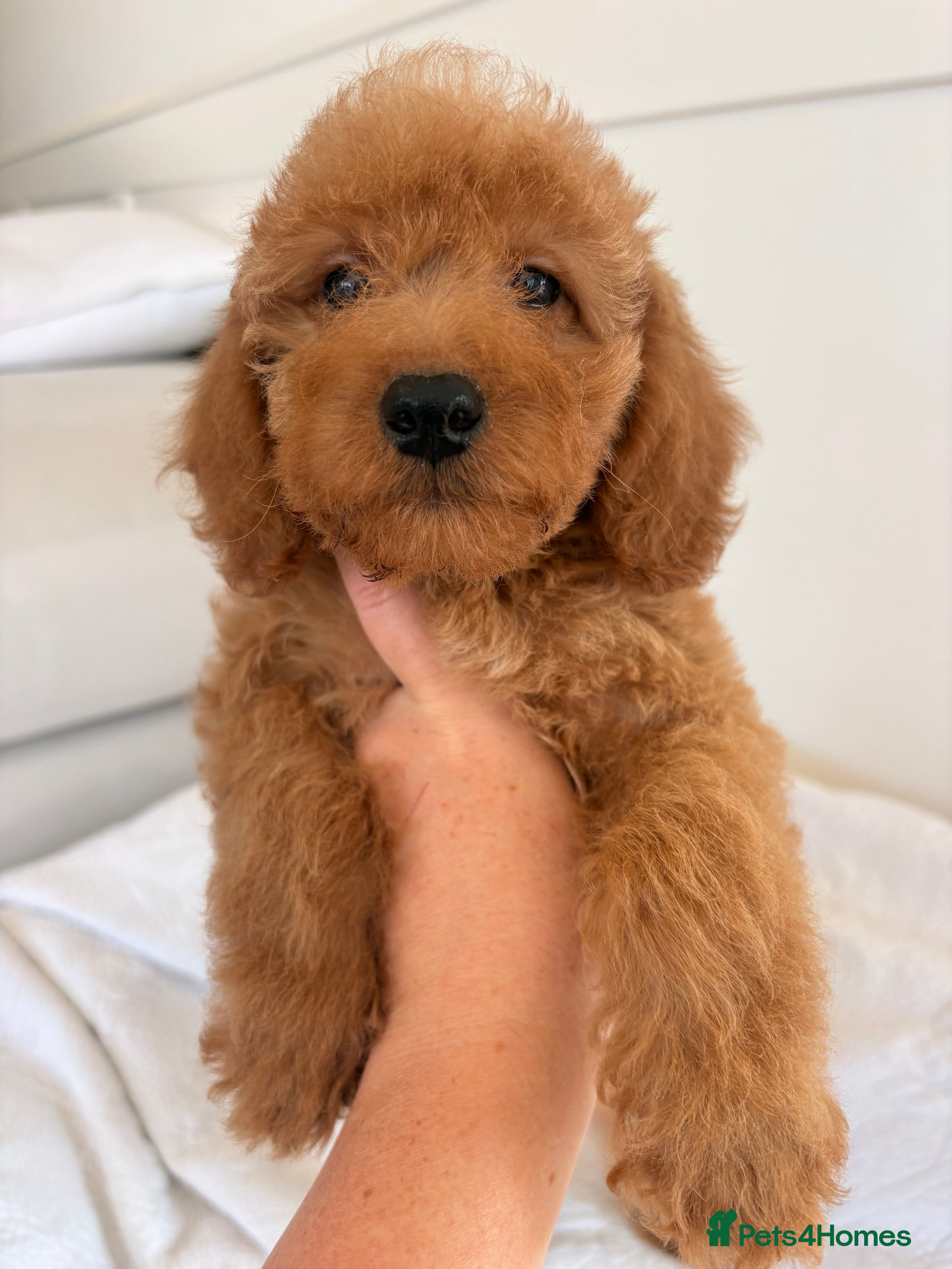 Labradoodle dogs LICENSED BREEDER HEALTH TESTED MINI LABRADOODLES - Advert 2