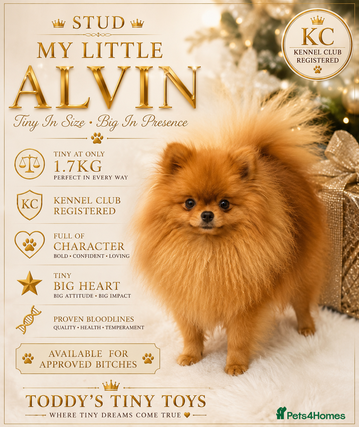 Pomeranian dogs incredible deep orange stud boy - Advert 13