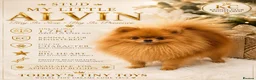 Pomeranian dogs for stud: incredible deep orange stud boy - Advert 3