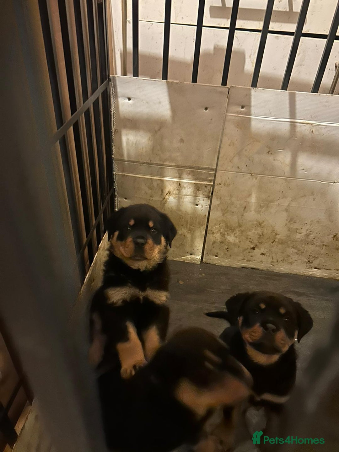 Rottweiler dogs for sale: Big and chunky kc Rottweiler puppy’s for sale  - Advert 6