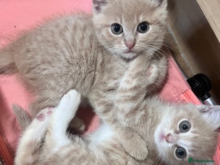 Mixed Breed cats Ready now - Advert 14