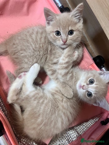 Mixed Breed cats - Advert 2