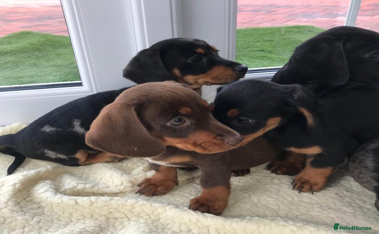 Dachshund dogs - Advert 6