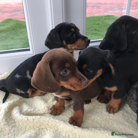 Dachshund dogs - Advert 6