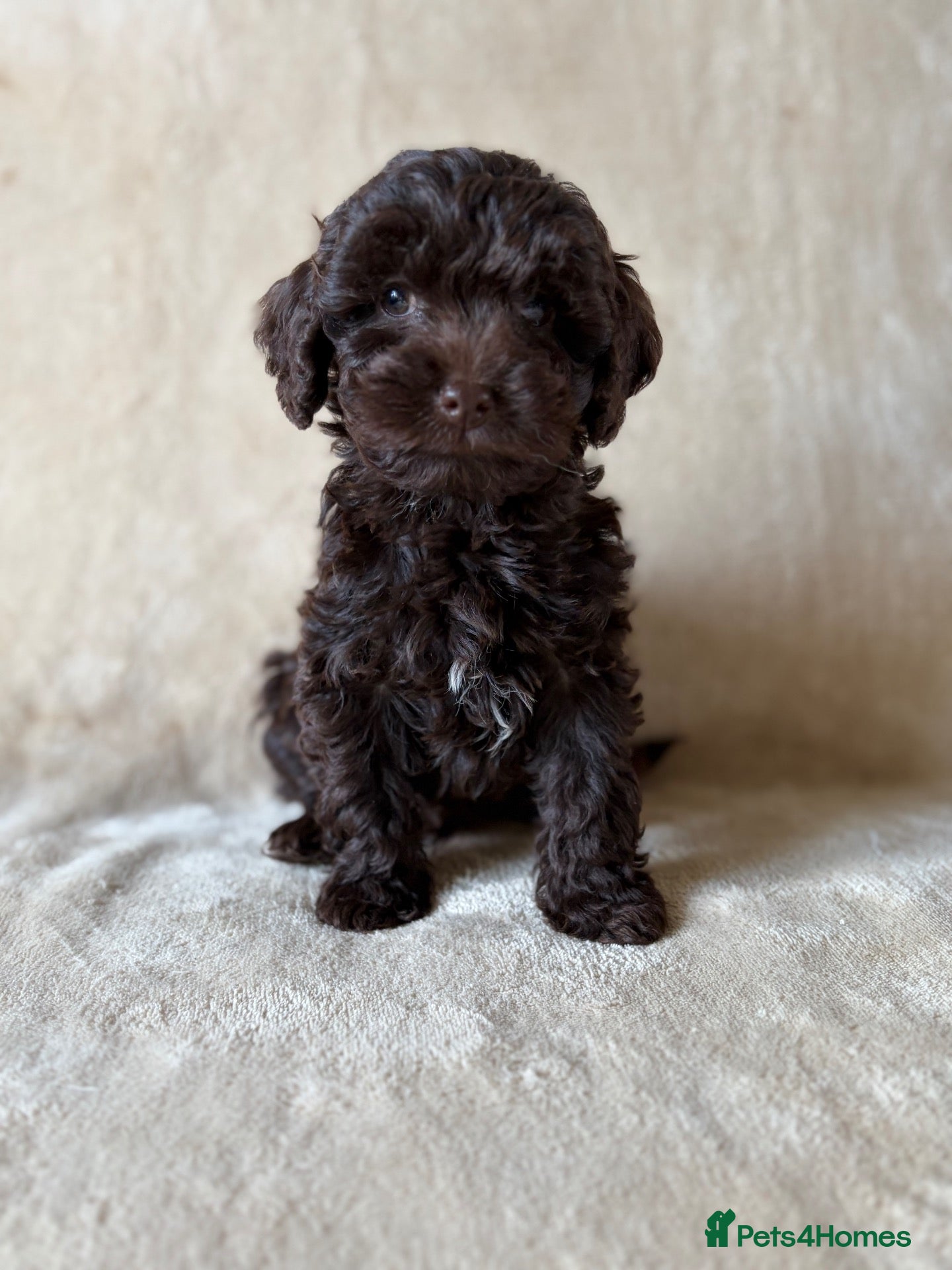 Cockapoo dogs Bundles of Joy - Advert 12