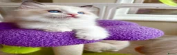 Ragdoll cats for sale: Gorgeous Tica registered Ragdoll kittens 1 girl  - Advert 12
