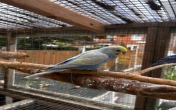 Budgerigars birds for sale: Adorable budgies available babies and adult  - Image 6