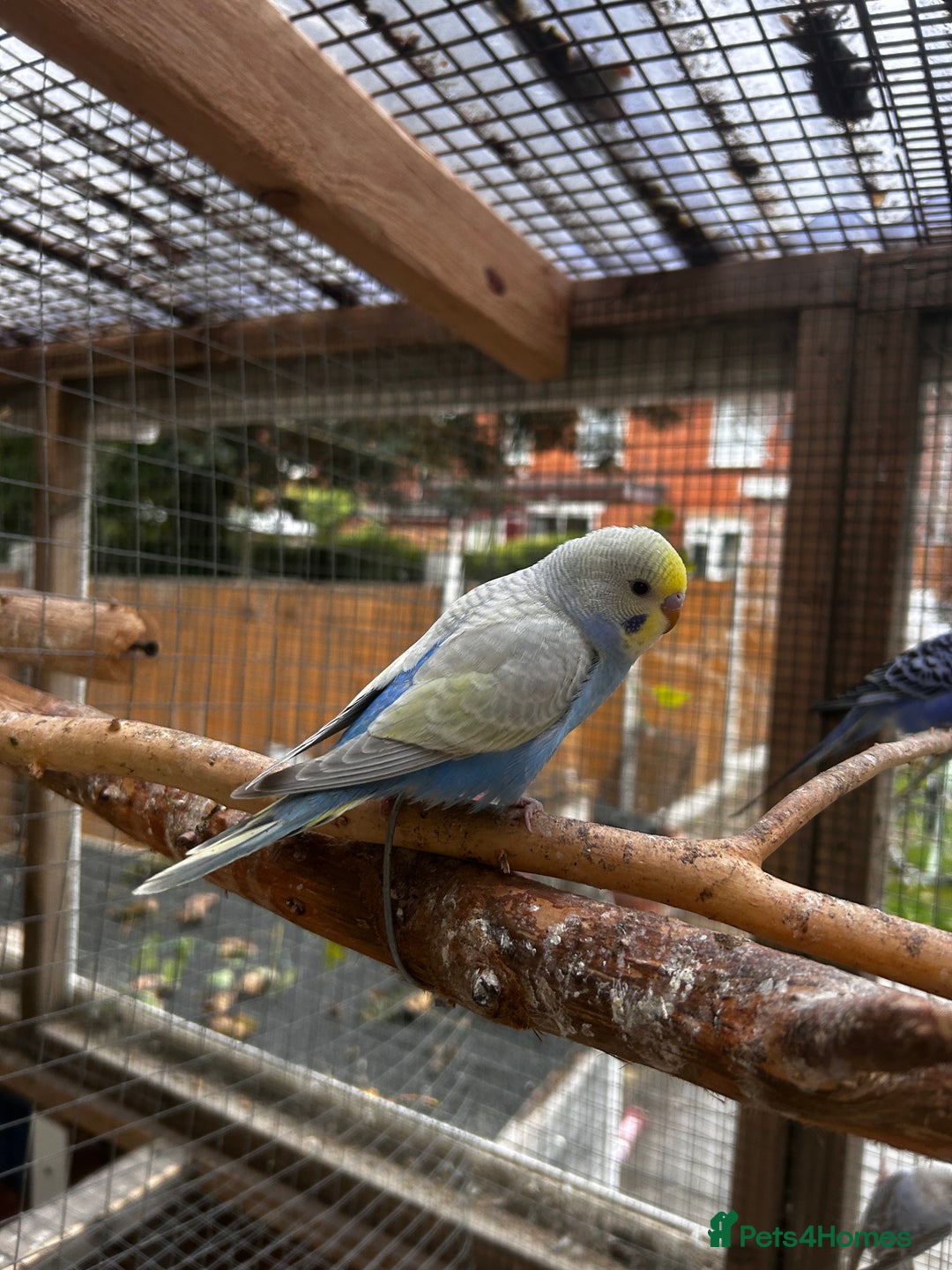 Budgerigars birds for sale: Adorable budgies available babies and adult  - Image 6