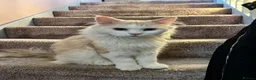 Mixed Breed cats for sale: Ragamuffin x Maine Coon Kittens For Sale  - Advert 2