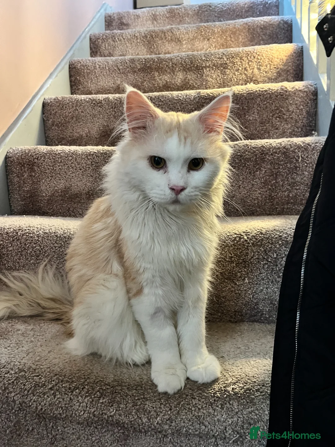 Mixed Breed cats for sale: Ragamuffin x Maine Coon Kittens For Sale  - Advert 2