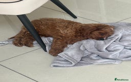 Cavapoo dogs for sale: **REHOME- F1 miniature cavapoo  - Image 9