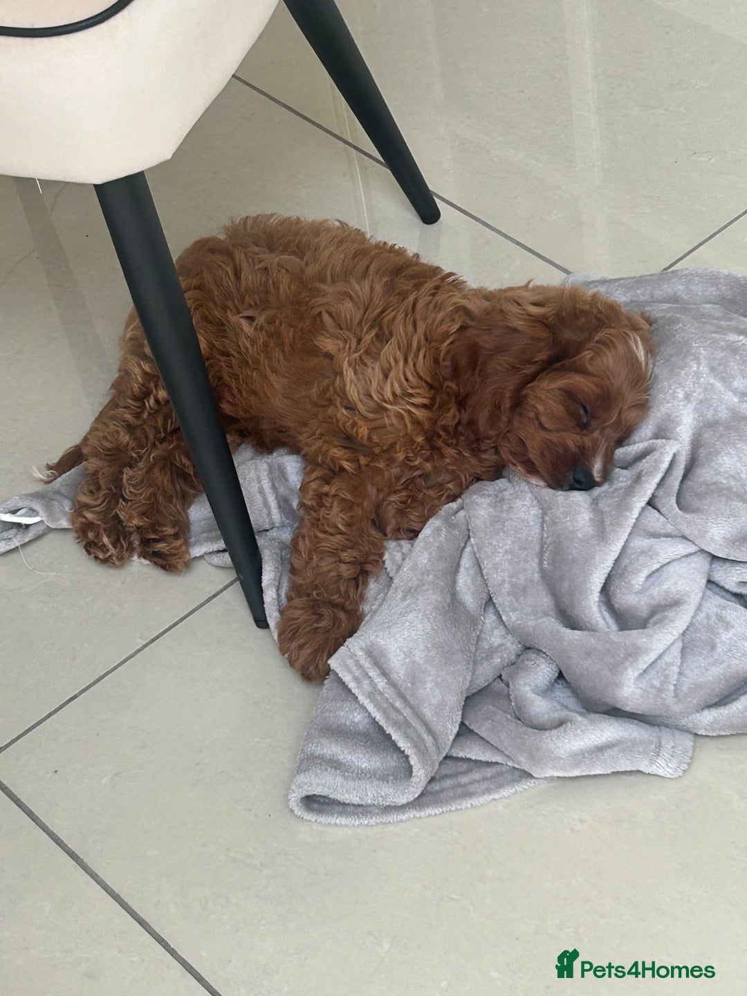 Cavapoo dogs for sale: **REHOME- F1 miniature cavapoo  - Image 9