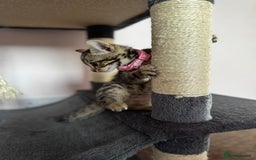 Bengal cats for sale: 🐆✨[REDUCED TO CLEAR!!] LAST THREE PURE BENGAL’S❤️ - Image 28