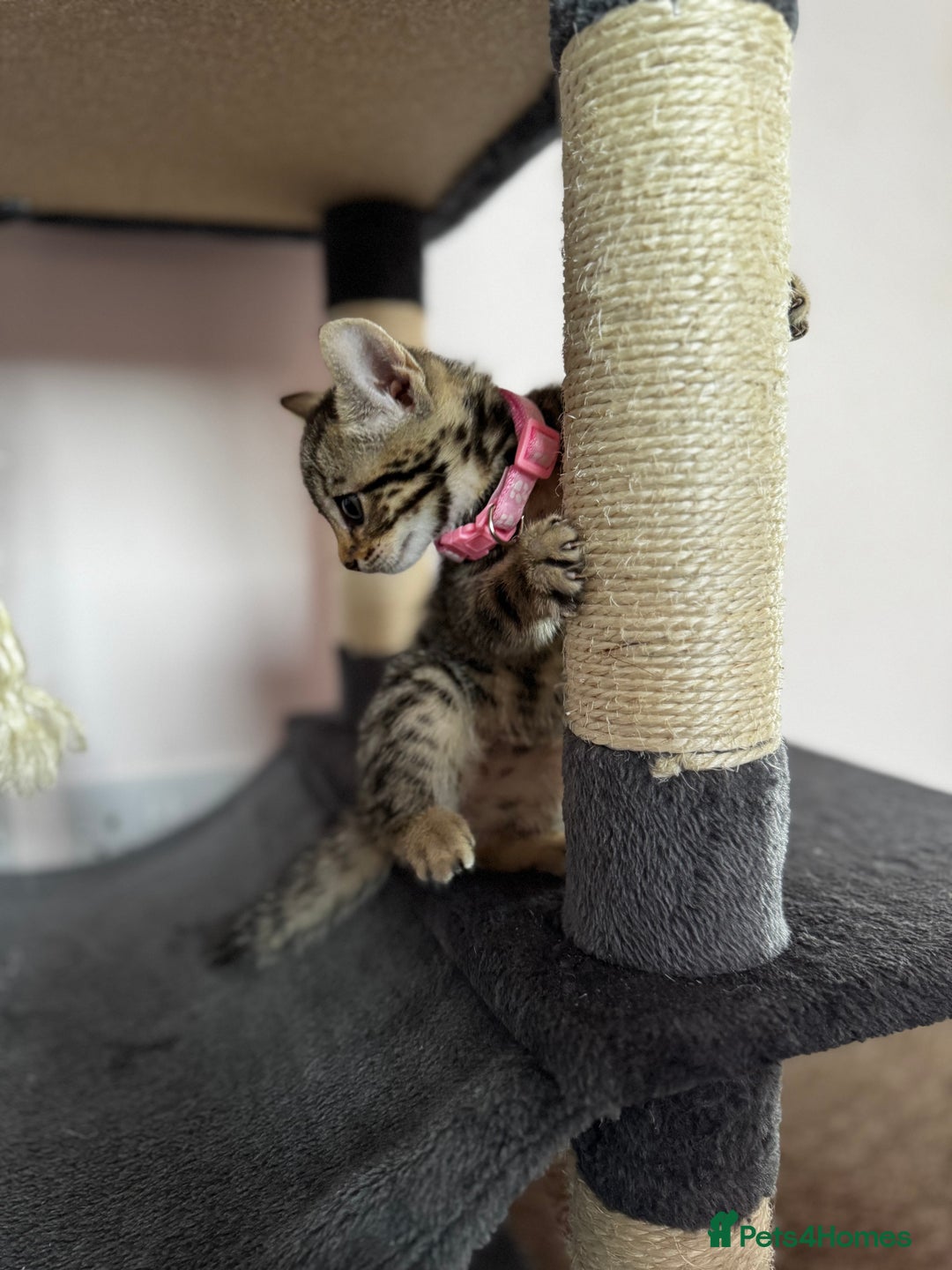 Bengal cats for sale: 🐆✨[REDUCED TO CLEAR!!] LAST THREE PURE BENGAL’S❤️ - Image 28