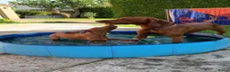 Hungarian Vizsla dogs for stud: Rare rusty gold  in Chepstow - Advert 2