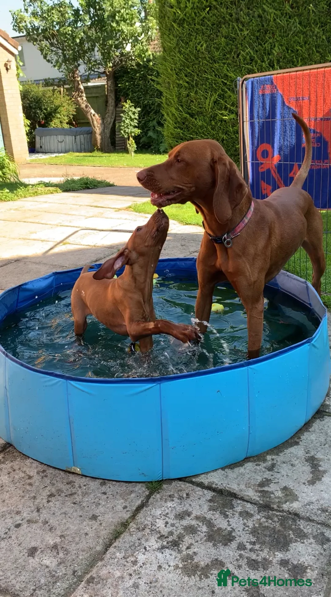Hungarian Vizsla dogs for stud: Rare rusty gold  in Chepstow - Advert 2