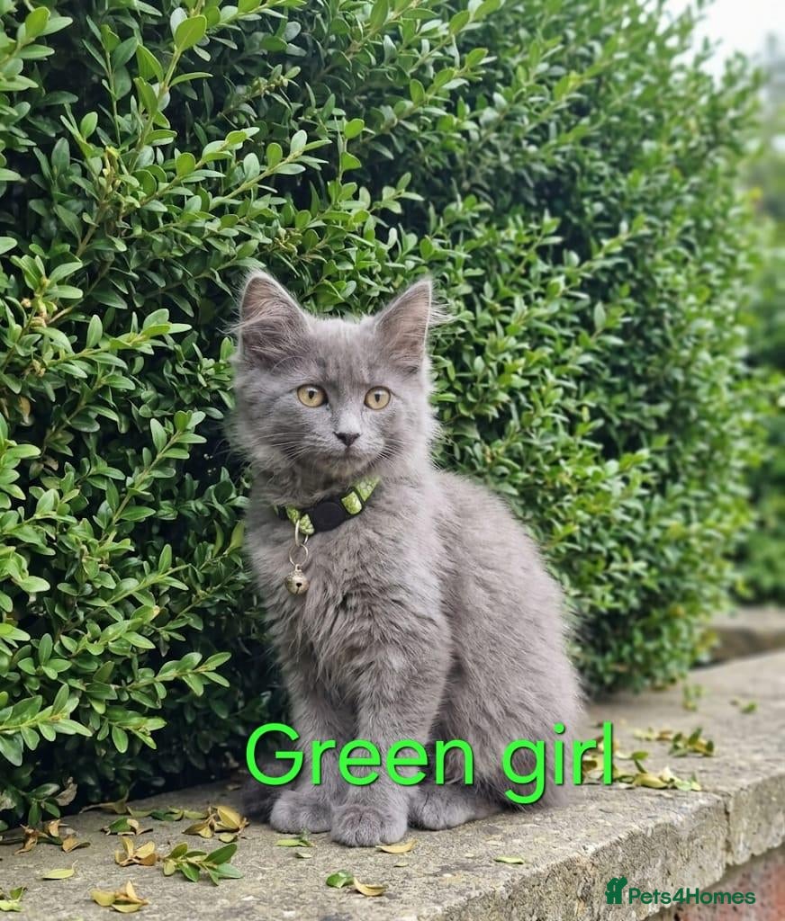 Maine Coon cats READY NOW... GCCF Main Coon kittens - Advert 1