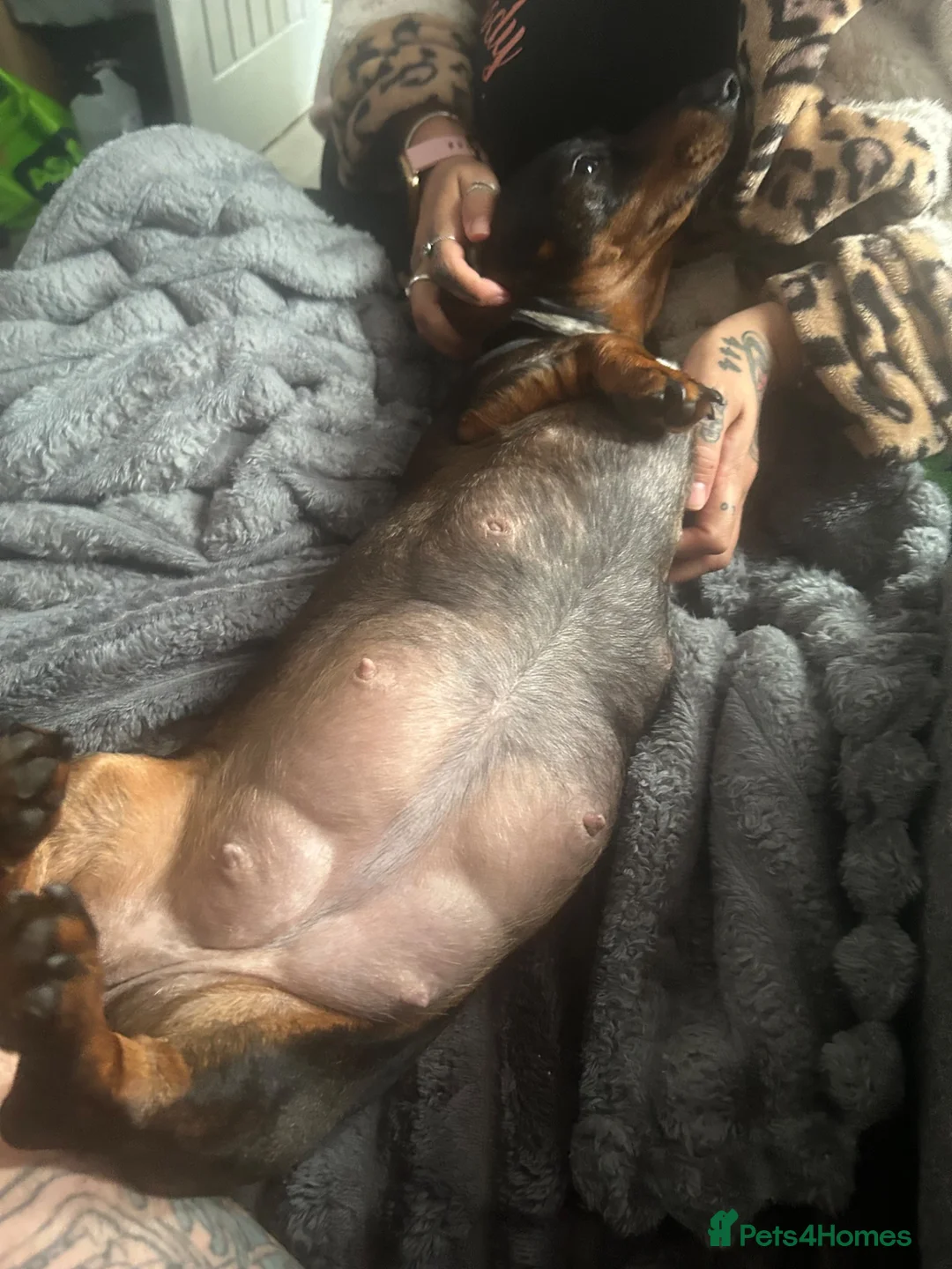 Miniature Dachshund dogs for sale: Two miniature dachshund  - Advert 13