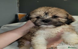 Lhasa Apso dogs for sale: Beautiful lhasa apso  - Image 14