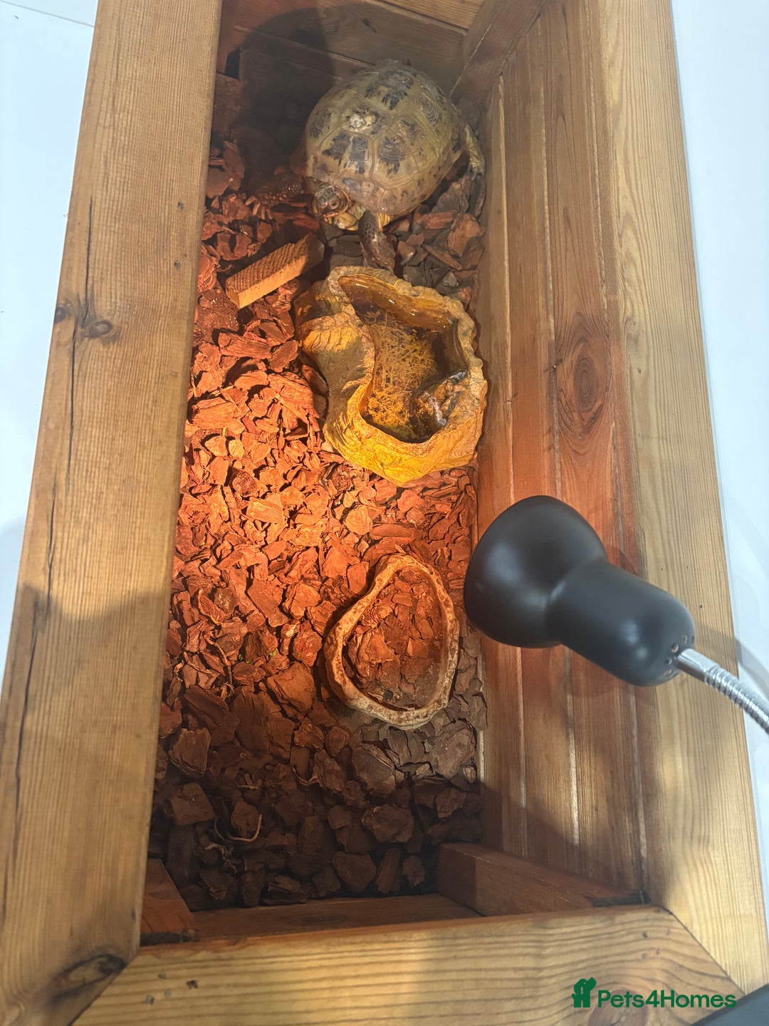 Tortoise reptiles for sale: Male female tortoise - Advert 7