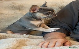 French Bulldog dogs for sale: Big Rope, Big Rope Fluffy & French Bullg - Advert 26