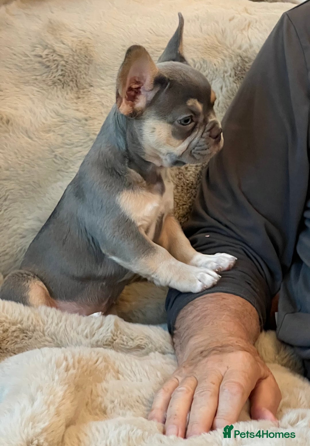 French Bulldog dogs for sale: Big Rope, Big Rope Fluffy & French Bullg - Advert 26