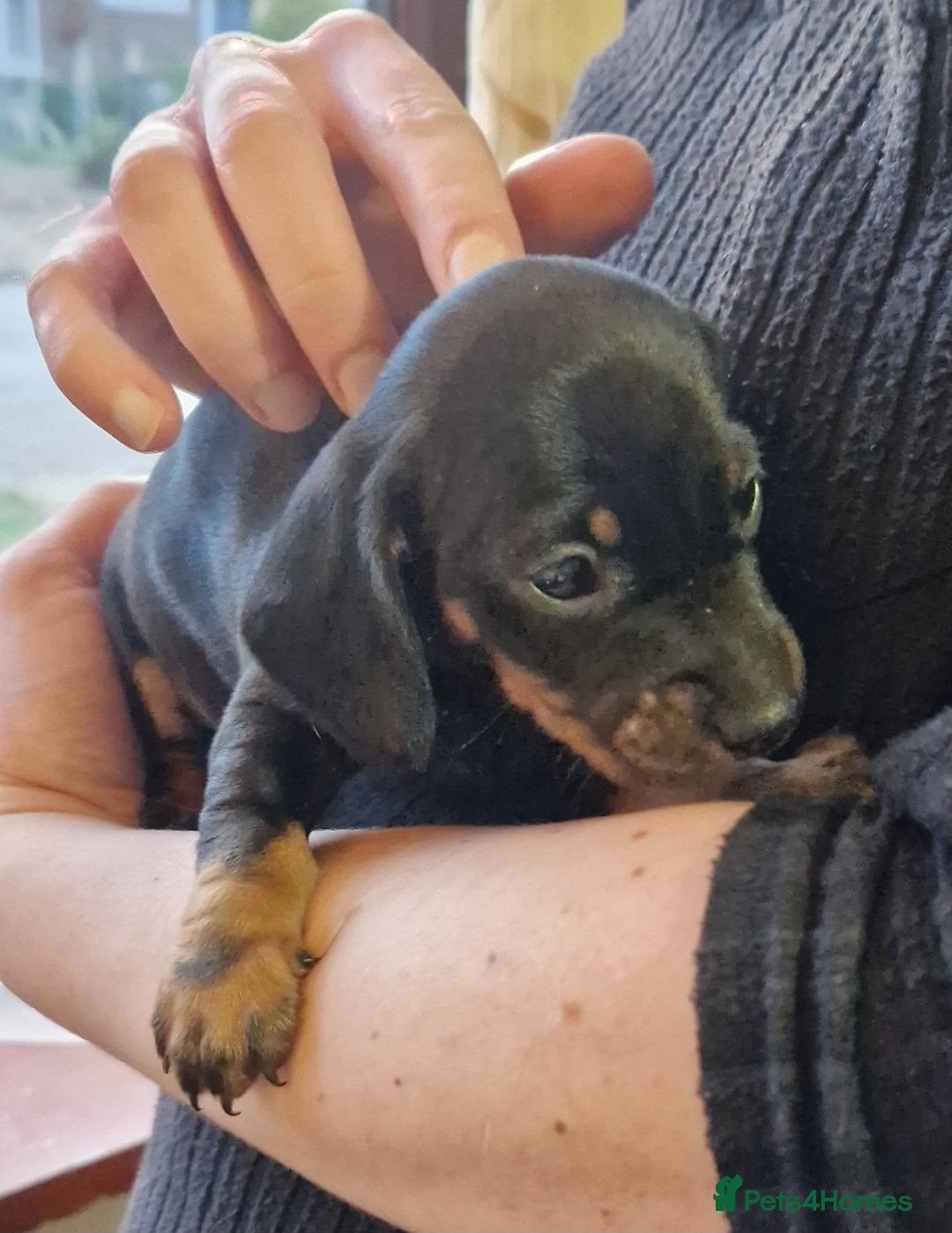 Miniature Dachshund dogs for sale: KC smooth hair miniature dachshound puppies - Advert 9