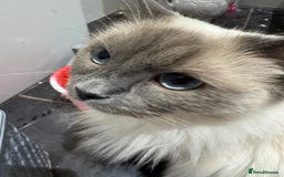 Ragdoll cats for sale: 20 month old  female ragdoll snowie  - Image 4