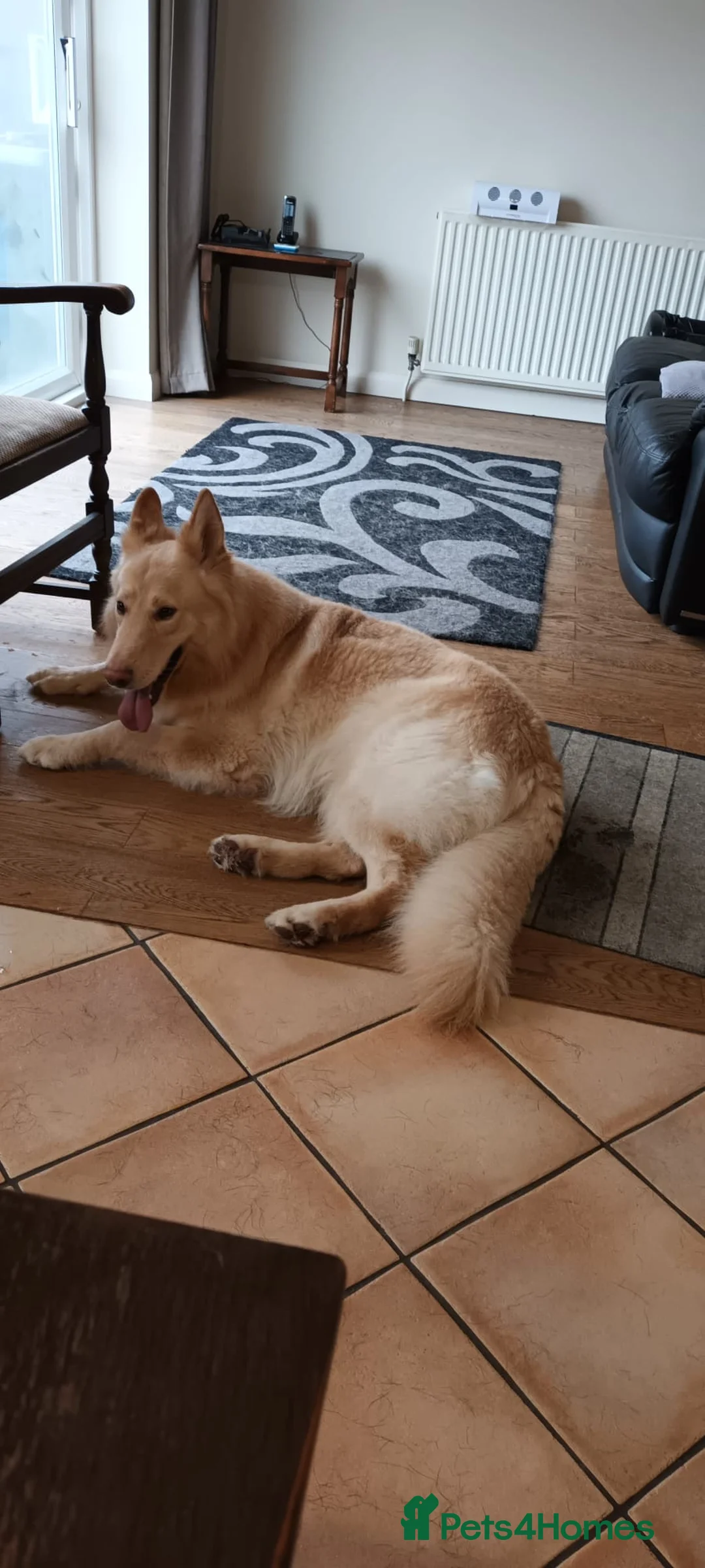 German Shepherd dogs for sale: German Shepherd Puppies - Advert 25