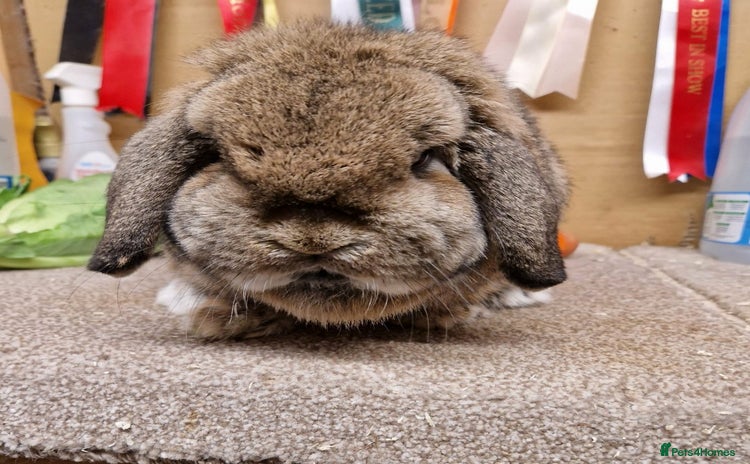 Mini Lop rabbits *Gorgeous baby mini lops, boys and girls* - Advert 6