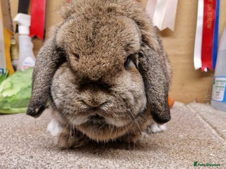 Mini Lop rabbits *Gorgeous baby mini lops, boys and girls* - Advert 1