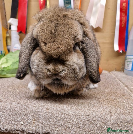 Mini Lop rabbits *Gorgeous baby mini lops, boys and girls* - Advert 6