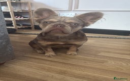 French Bulldog dogs for sale: Long haired French bulldog pup  - Image 2