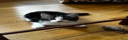 Mixed Breed cats for sale: Beautiful Baby Kittens  - Advert 7