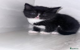 Mixed Breed cats for sale: Kittens - Image 1