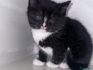 Mixed Breed cats - Advert 2