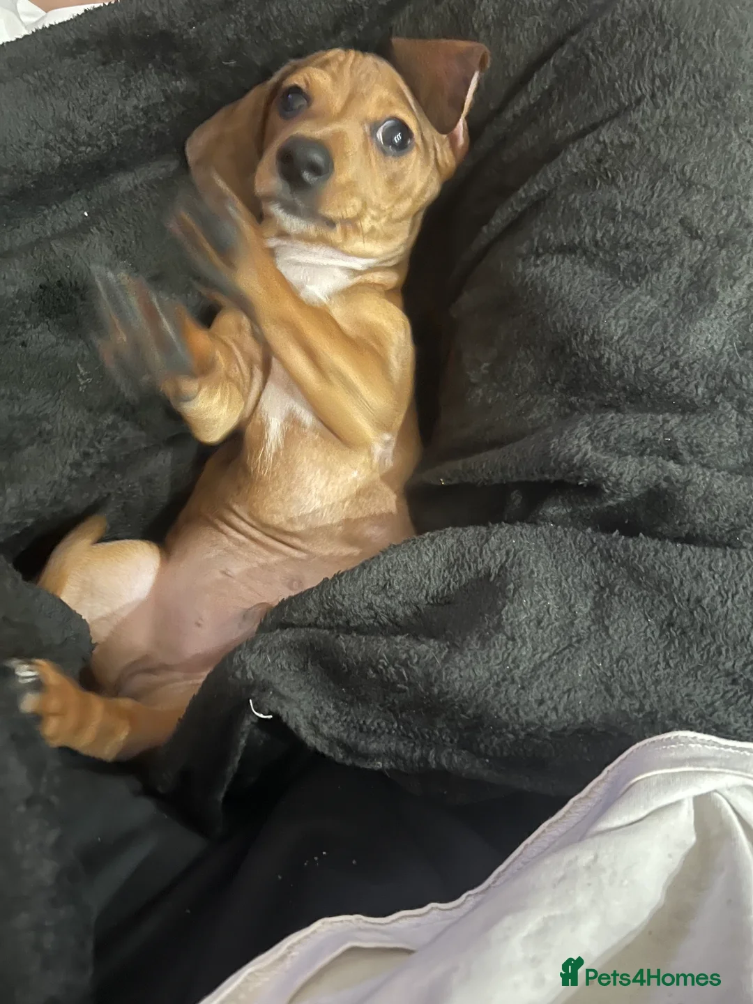 Chiweenie dogs for sale: Due to personal reasons cannot look after anymore  in Brentwood - Advert 4