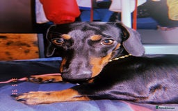Dachshund dogs for sale: 1 year old miniature dachshund  - Image 1
