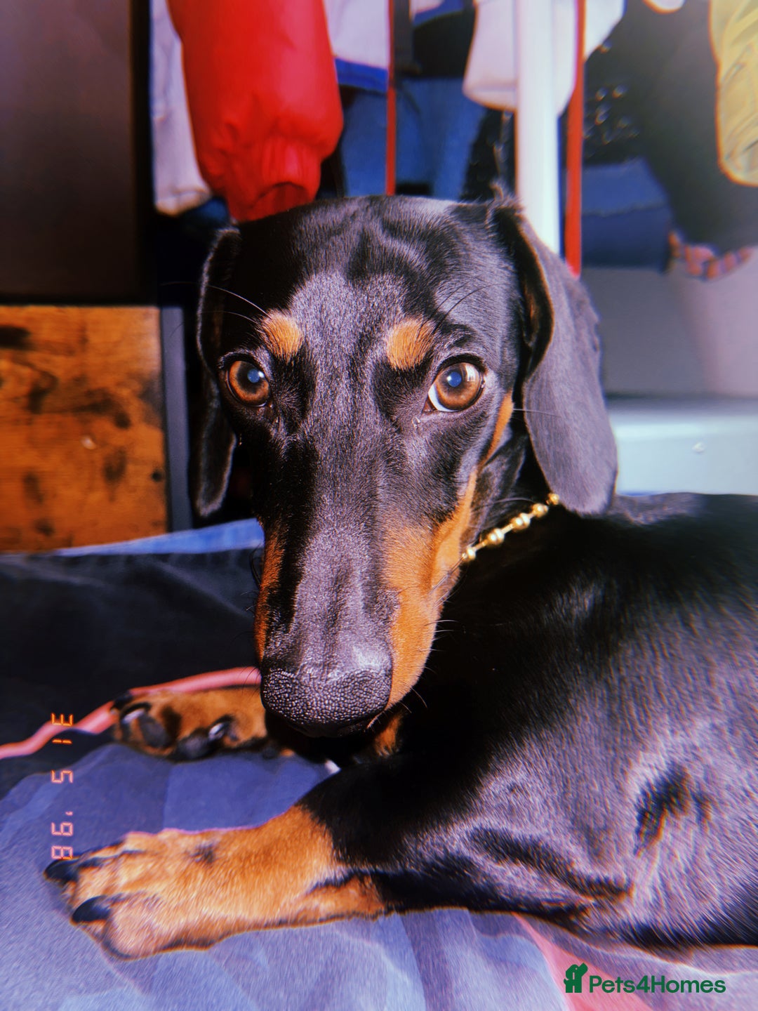 Dachshund dogs for sale: 1 year old miniature dachshund  - Image 1