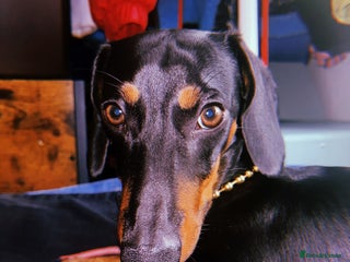 Dachshund dogs - Advert 32