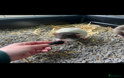 Rat rodents for sale: Male rats  - Image 2