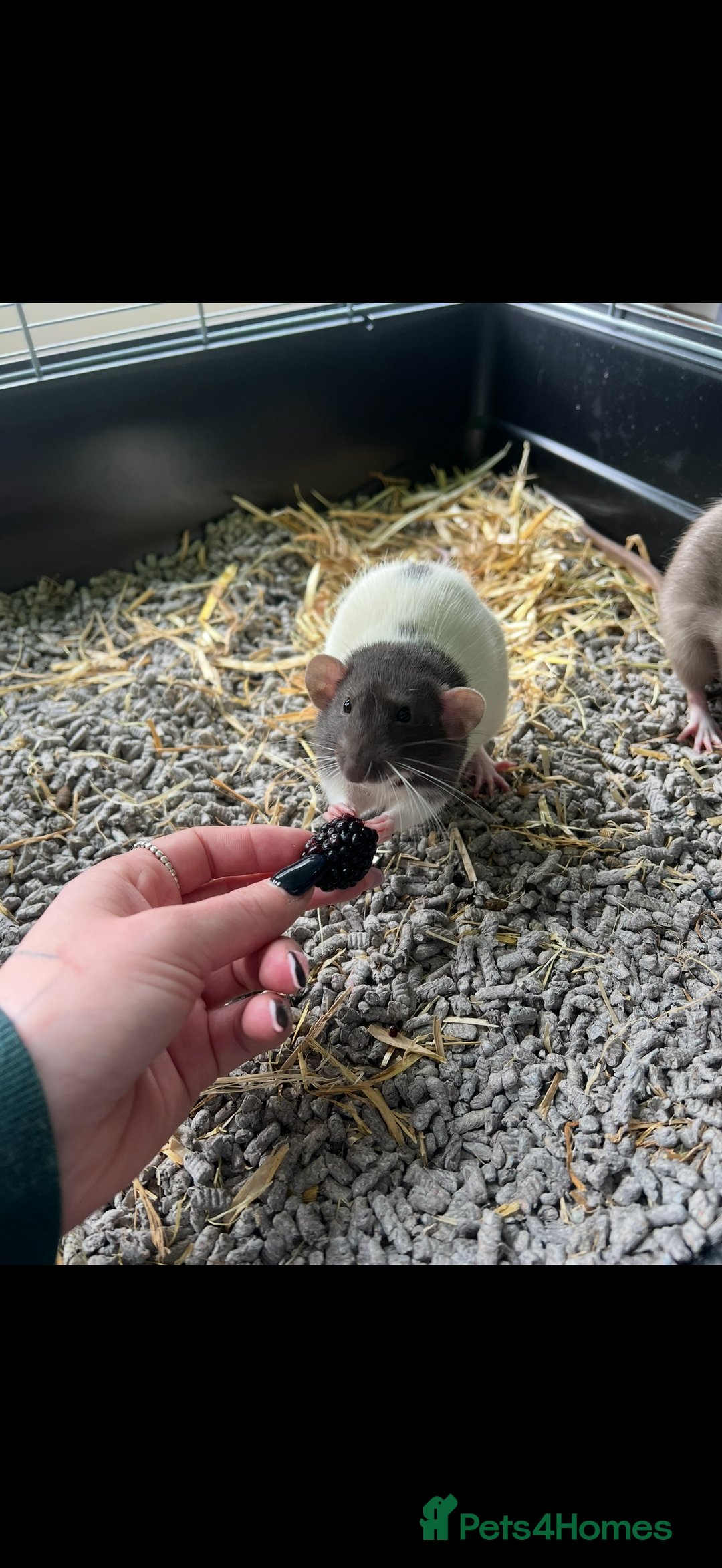 Rat rodents for sale: Male rats  - Image 2