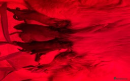 Chow Chow dogs for sale: Gorgeous Chow Chow Puppies Raised in a loving Home - Image 17