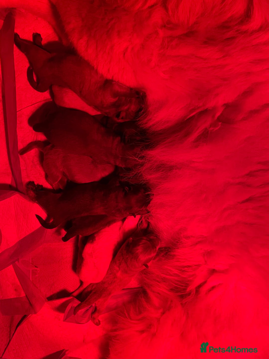 Chow Chow dogs for sale: Gorgeous Chow Chow Puppies Raised in a loving Home - Image 17