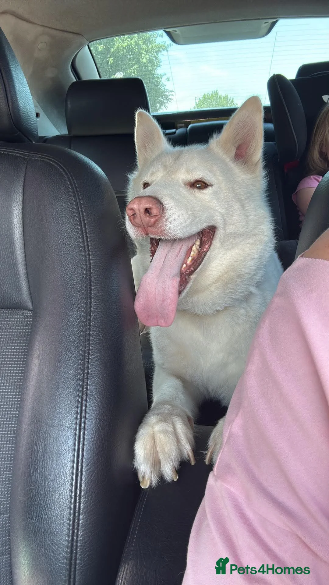 Siberian Husky dogs for sale: 4 Year Old Stunning Husky Male  - Advert 2