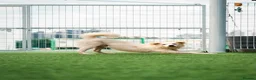 Samoyed dogs for adoption: CL Samoyed mix dog meat trade survivor in Basingstoke - Advert 2