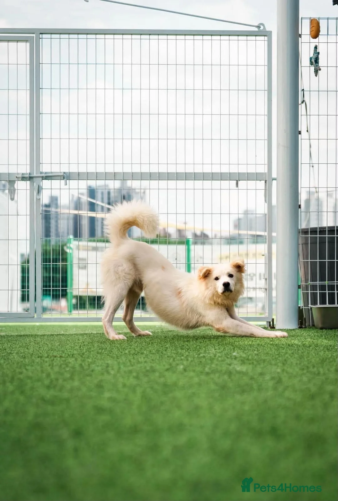 Samoyed dogs for adoption: CL Samoyed mix dog meat trade survivor in Basingstoke - Advert 2