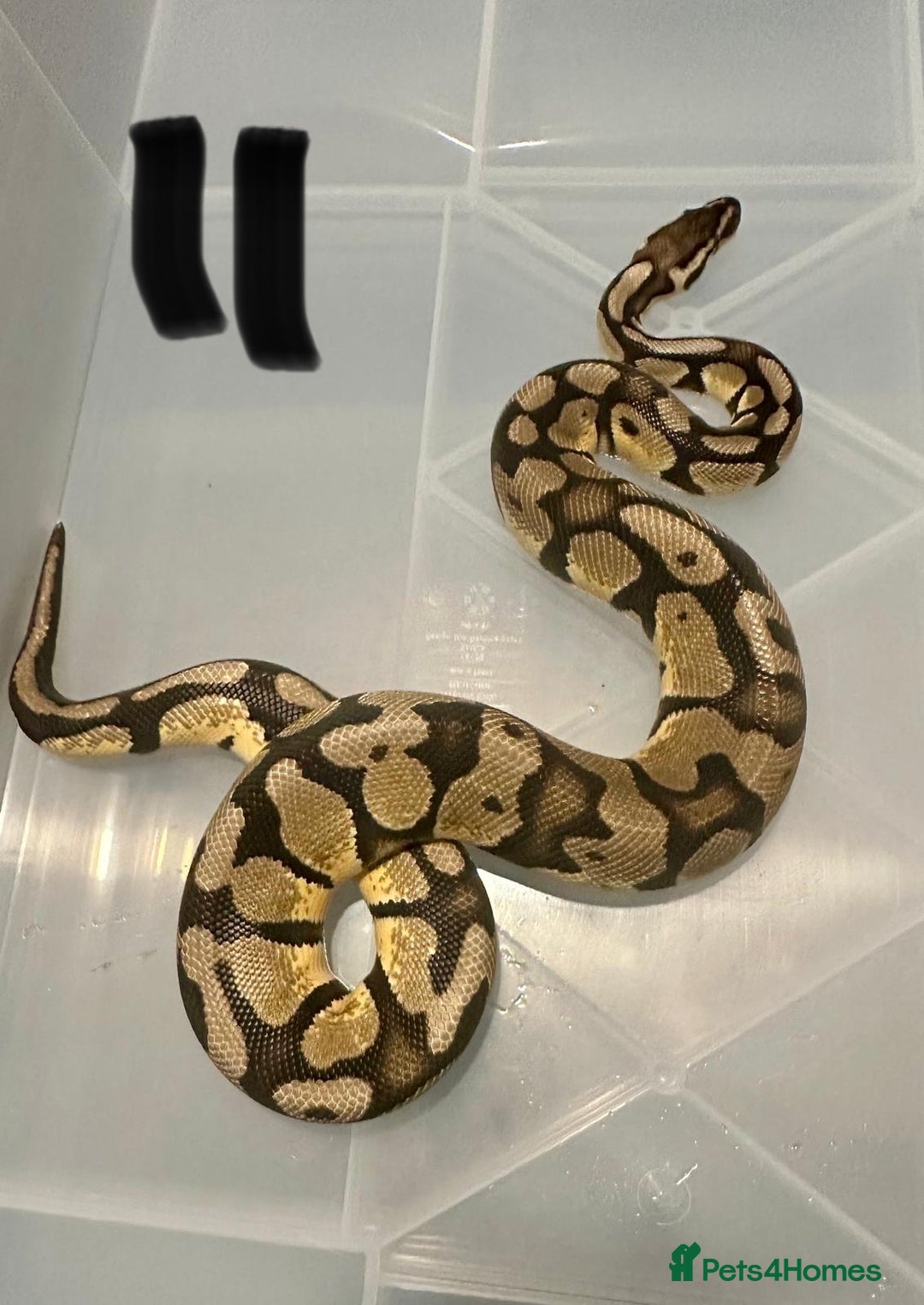 Python Snake reptiles for sale: Collection of ball pythons  - Advert 14