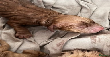Cocker Spaniel dogs - Advert 8