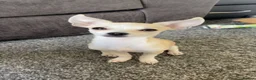 Chihuahua dogs for sale: Toy chihuahua 🐕 in Rotherham - Advert 2